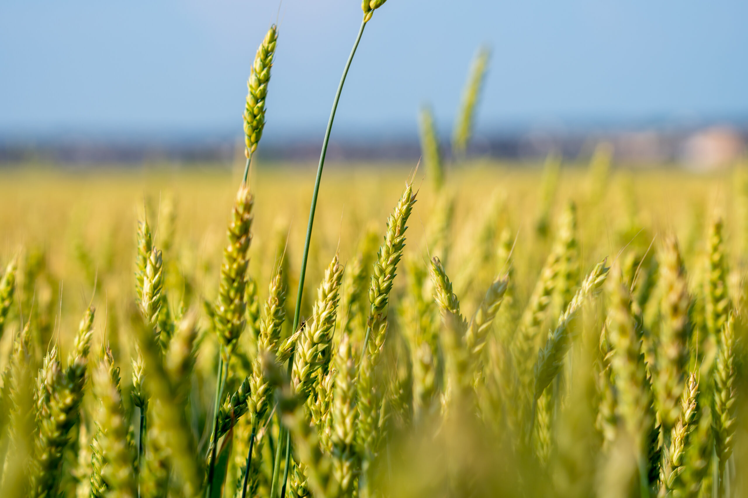 Nawozy markoelementowe