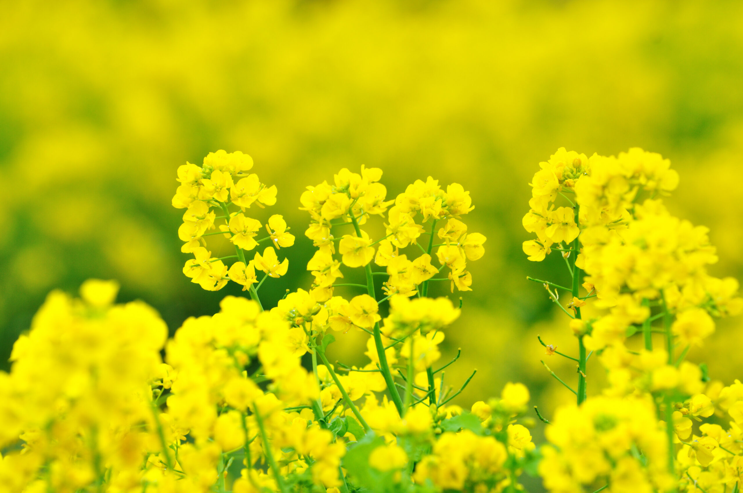 Nawozy mikroelementowe