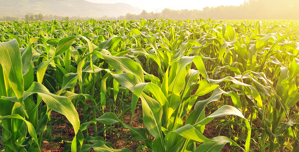 Nawozy stymulujące wzrost