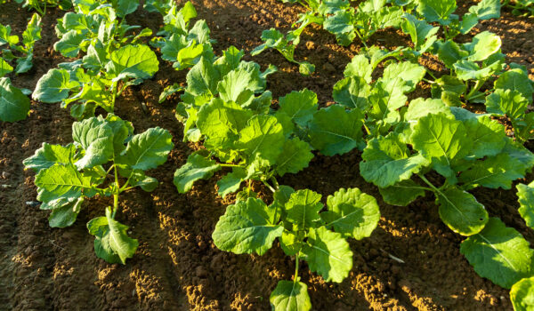 nawożenie rzepaku borem