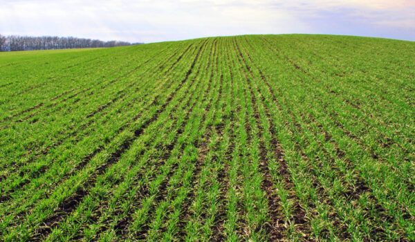 zabieg t0 w zbożach