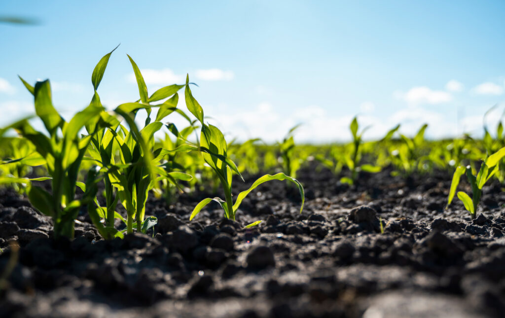 dolistne-nawozy-krystaliczne