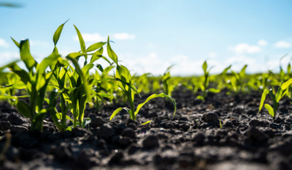 nawozy dolistne krystaliczne