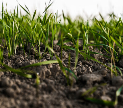 nawóz z mikroelementami