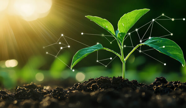 biostymulatory roślin