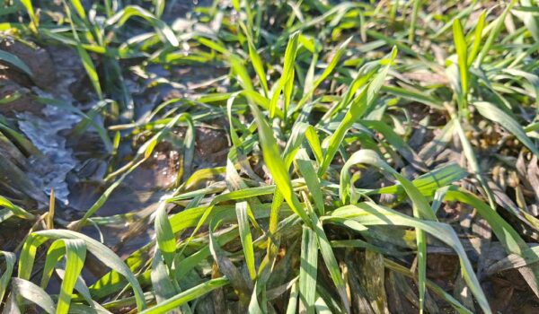 mikroelementy dla zbóż