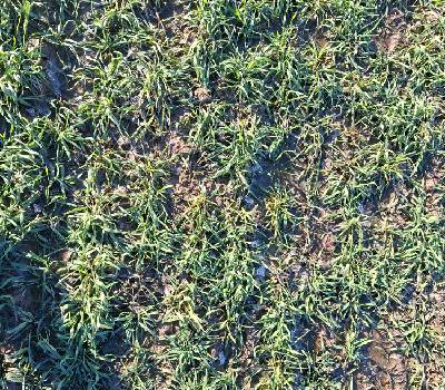 mikroelementy do zbóż