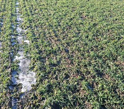 mikroelementy na zboża