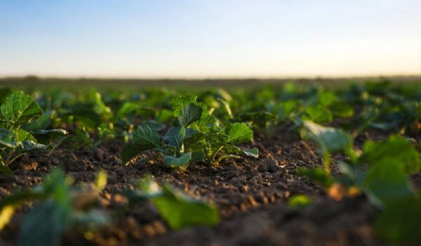 nawożenie rzepaku wiosną