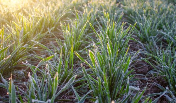 regeneracja roślin po przymrozkach